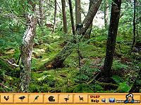 Hidden Objects - Jungle 2