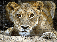 Wild Lion Jigsaw