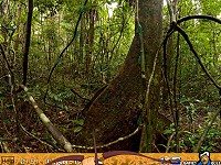 Hidden Target - Chameleon